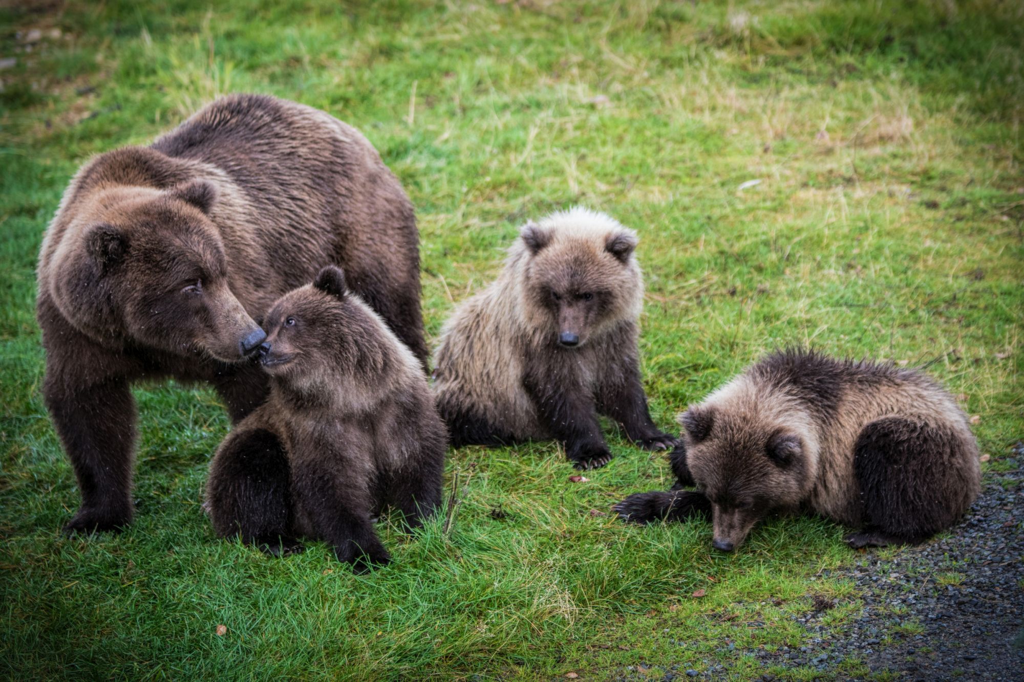 Open Borders for Wildlife in the Carpathians